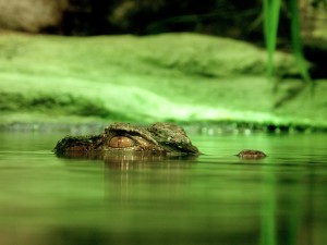 alligator peeking out of the water