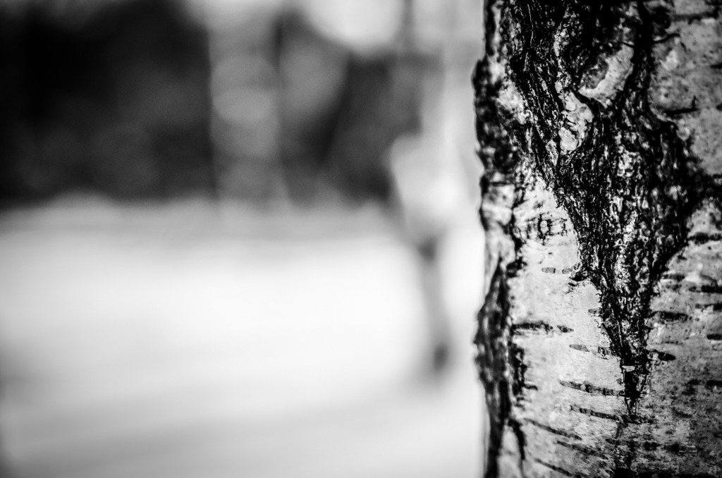 tree in winter