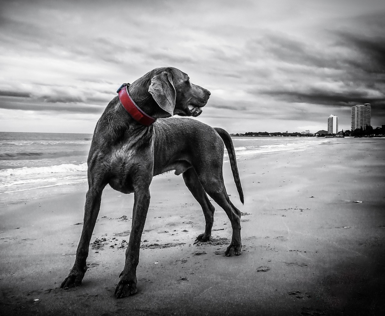weimaraner-143753