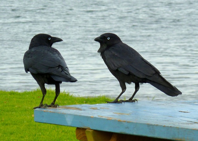 ravens-236333_640